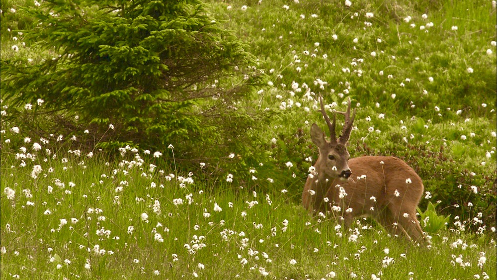 niedere-tauern-bock-1